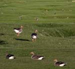 Birds Gooses