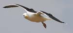 Seabirds Dominicus Gulls
