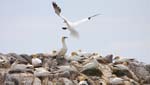 Seabirds Gannets