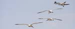 Seabirds Gannets