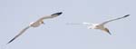 Seabirds Gannets