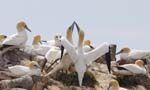 Seabirds Gannets
