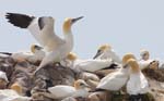 Seabirds Gannets