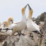 Seabirds Gannets