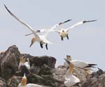 Seabirds Gannets
