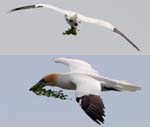 Seabirds Gannets