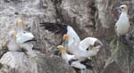 Seabirds Gannets