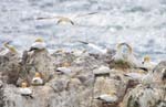 Seabirds Gannets