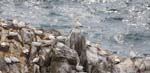 Seabirds Gannets