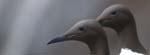 Seabirds Guillemots