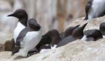 Seabirds Guillemots