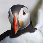 Seabirds Puffins