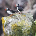 Seabirds Puffins