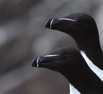 Seabirds Razorbills