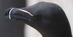 Seabirds Razorbills