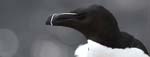 Seabirds Razorbills