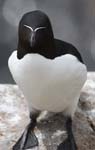 Seabirds Razorbills