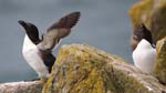 Seabirds Razorbills