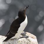 Seabirds Razorbills