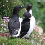 Seabirds Razorbills