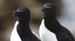Seabirds Razorbills