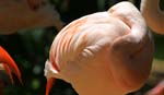 flamingo brazil