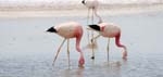 flamingo chile laguna chaxa