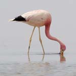 flamingo chile laguna chaxa