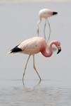 flamingo chile laguna chaxa