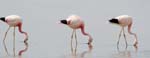 flamingo chile laguna chaxa