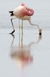 flamingo chile laguna chaxa