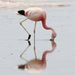 flamingo chile laguna chaxa