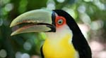 tucan