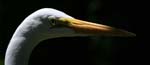 white heron