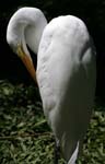 white heron