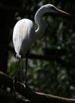 white heron