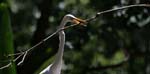 white heron