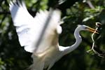 white heron