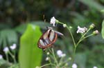 amazonas insects butterfly 