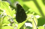 amazonas insects butterfly 